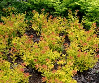 Goldflame spirea with green and red foliage in a back garden