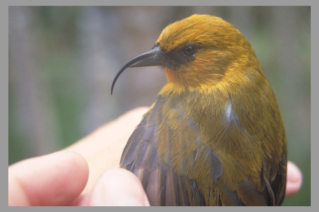 A 1992 photo of the endangered Hawaii forest bird, &#039;Akiapola&#039;au