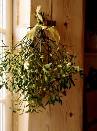 Mistletoe - best Christmas plants