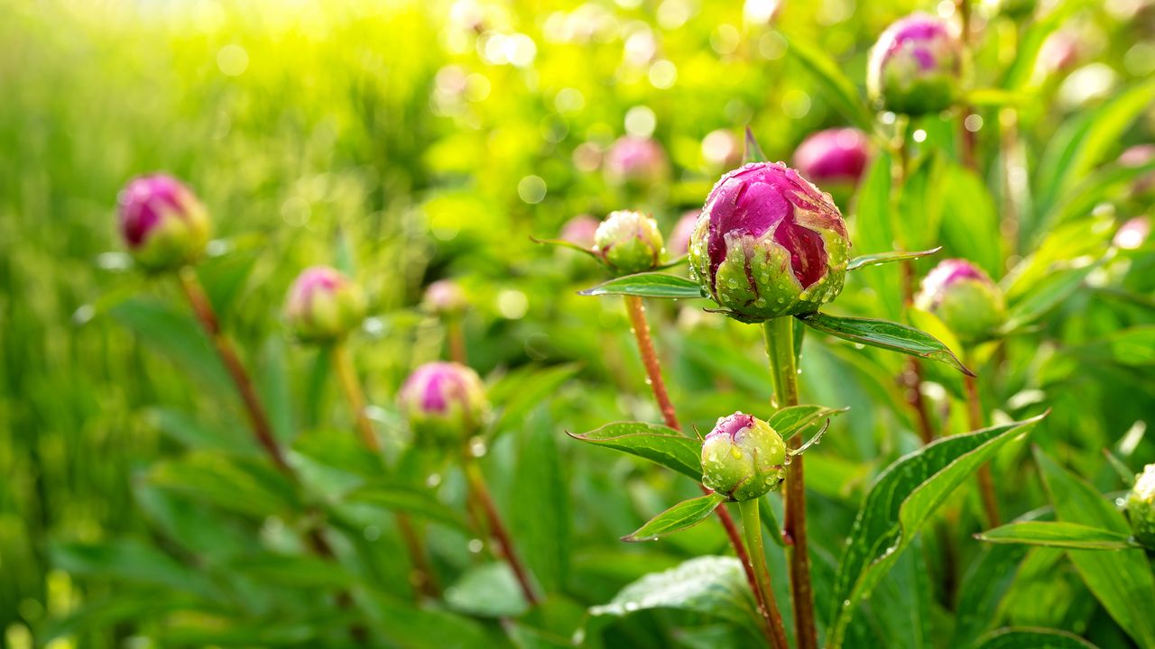 Close up of unopened peony buds