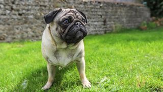 Pug outdoors