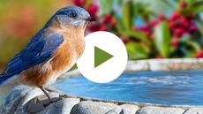 Blue bird at edge of bird bath