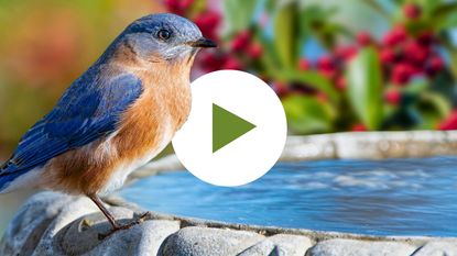 Blue bird at edge of bird bath