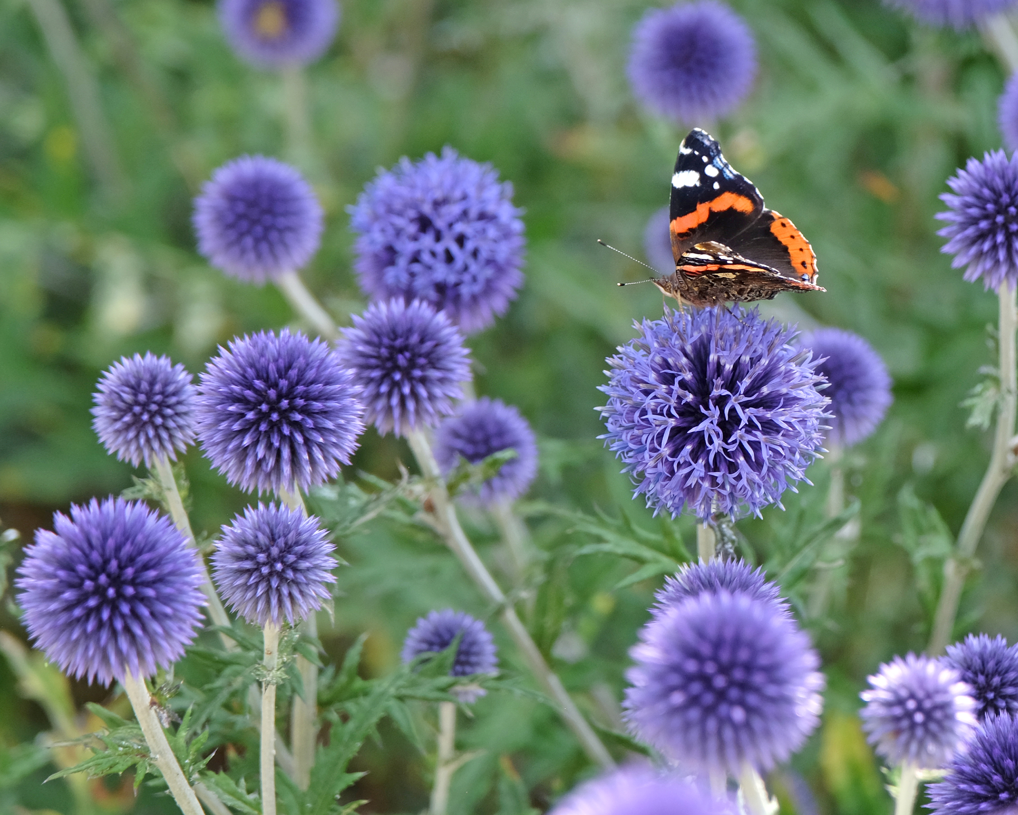 A Red Admiral butterfly sat on Echinops ritro, Globe thistle 'Veitch's Blue' in flower.