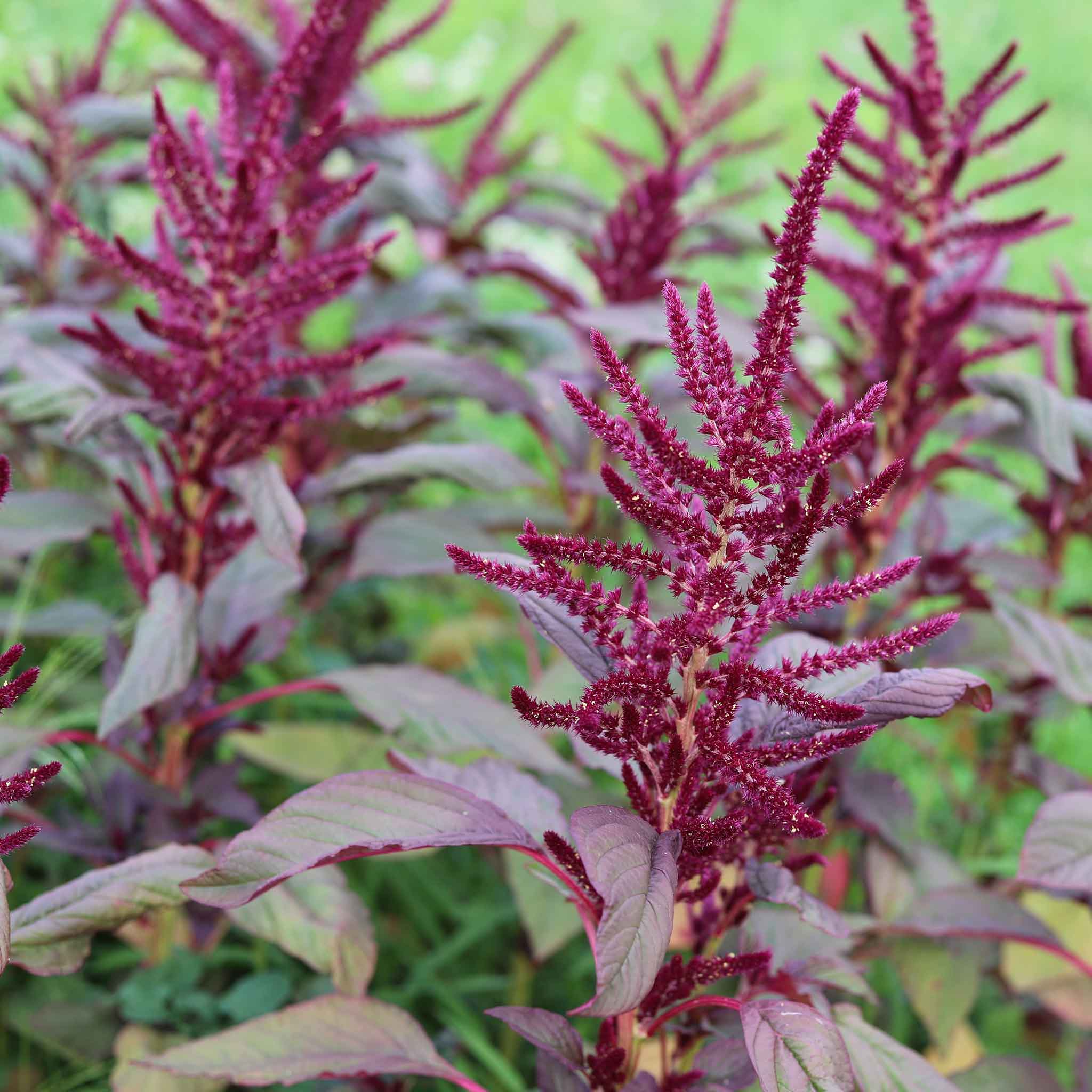 Amaranth Seeds - Red Garnet