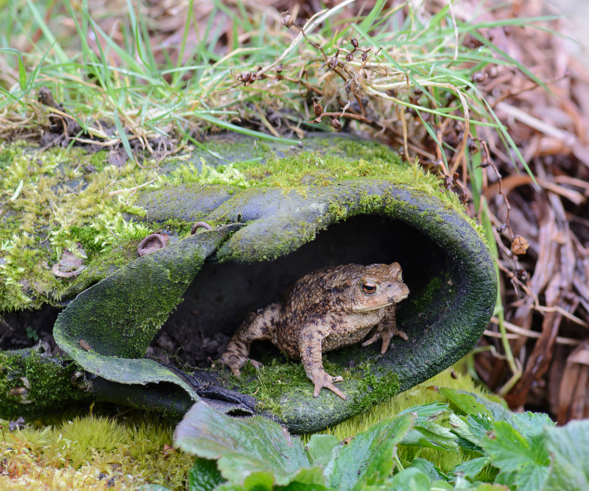 toad hiding in old boot in garden