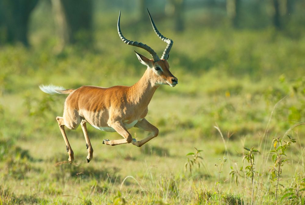 Facts About Impalas | Live Science
