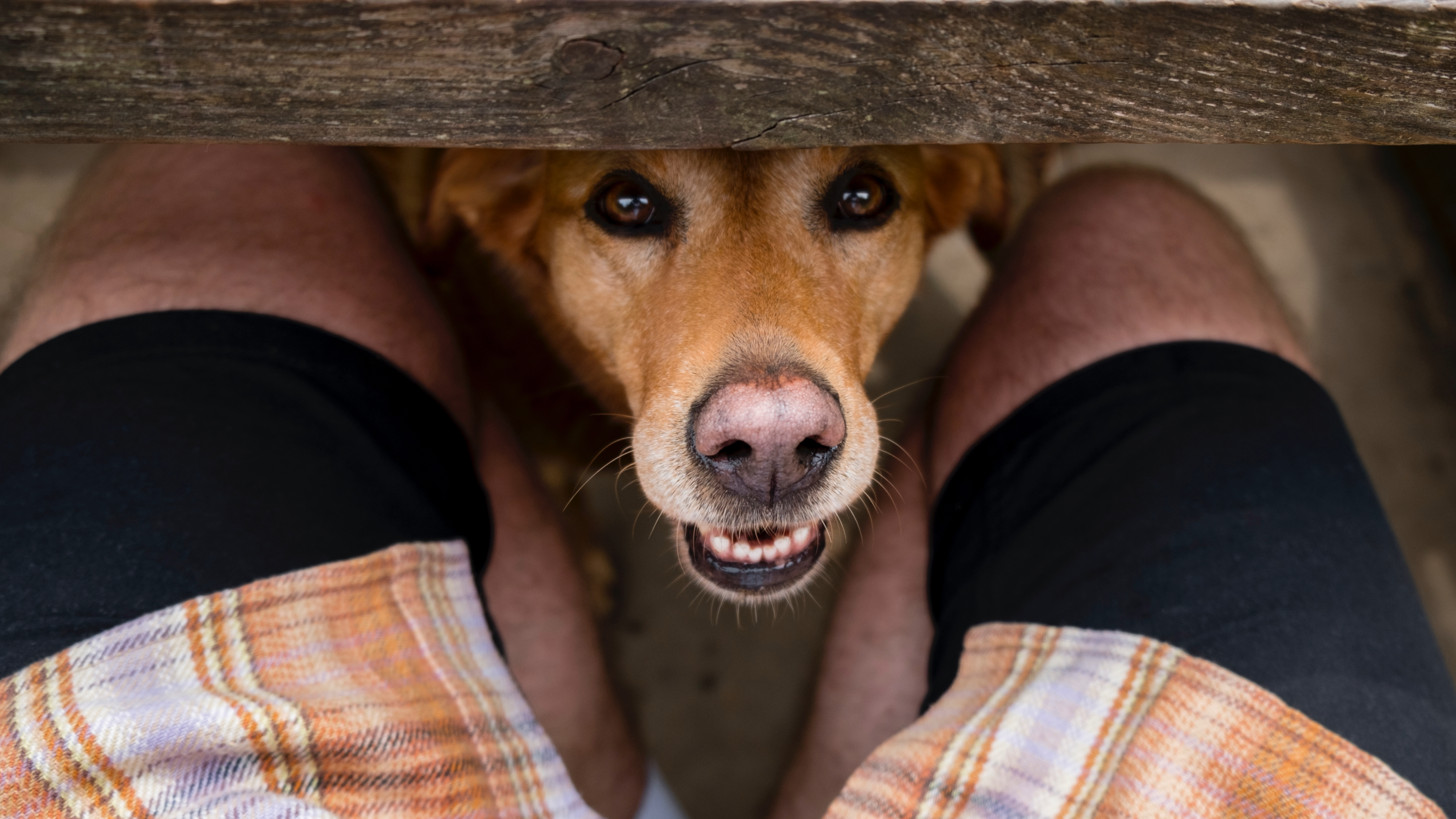 Dog sitting between man's legs