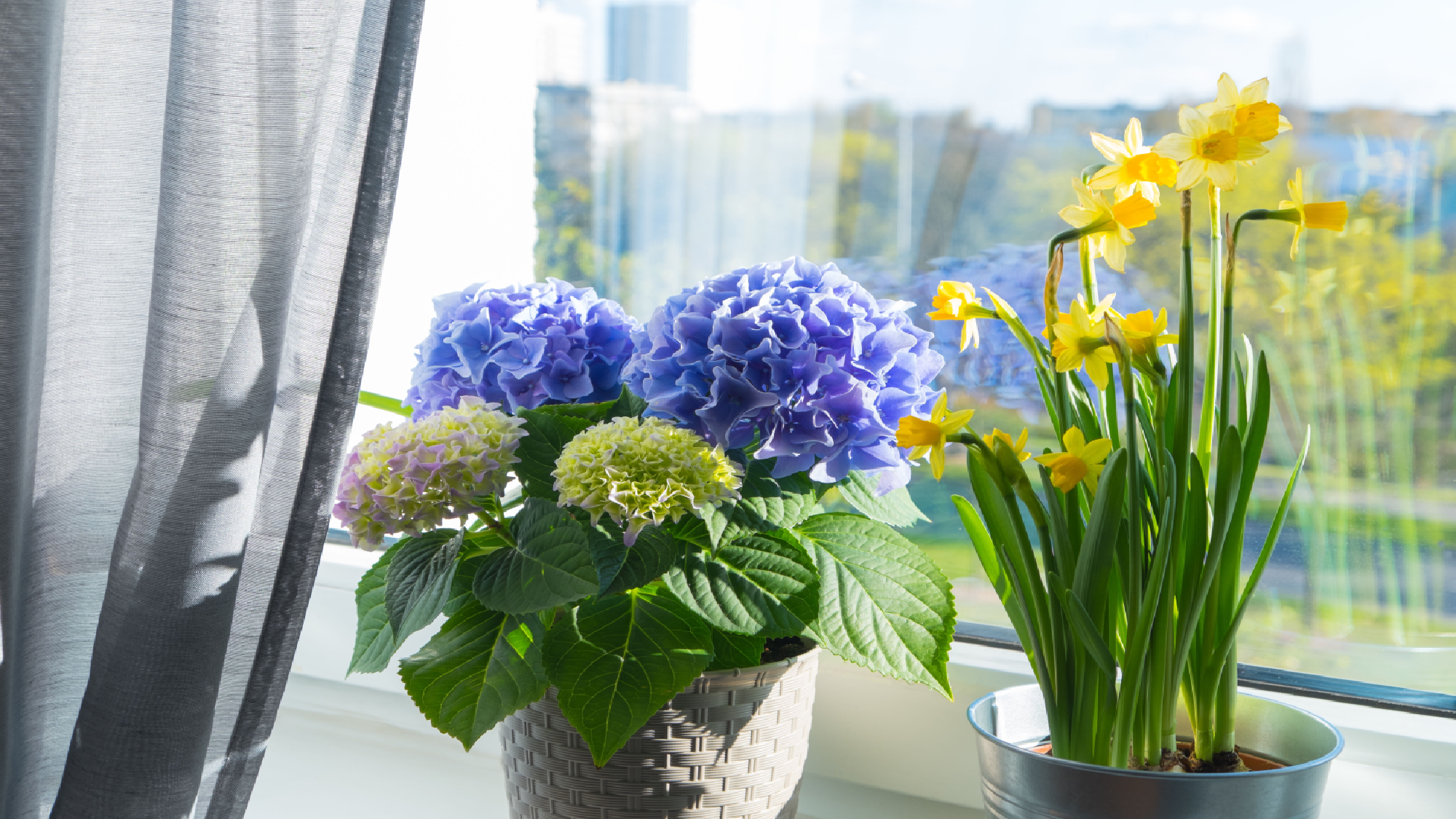 Hydrangea on windowsill