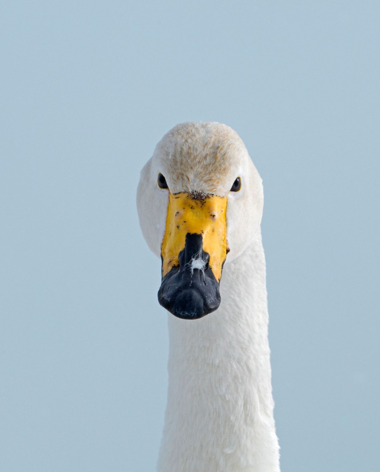 A Whooper Swan