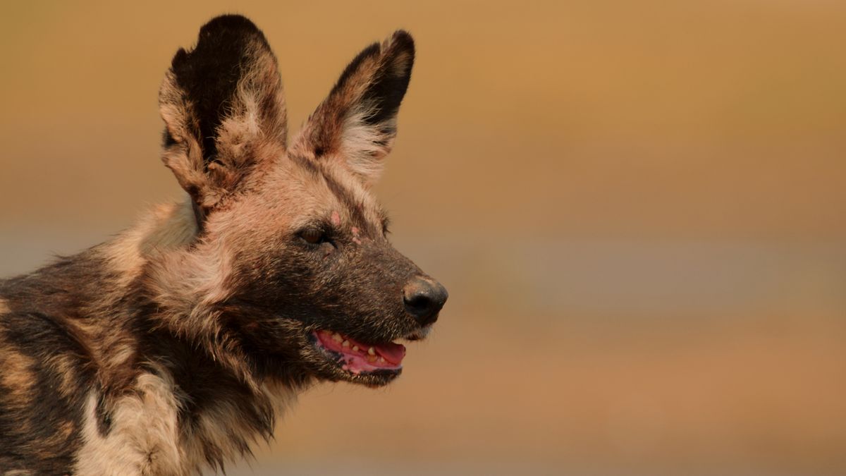 In Photos: The Colorful Painted Wolves of Zimbabwe | Live Science