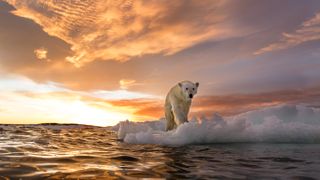 A polar bear (Ursus maritimus) stands on melting sea ice near Harbour Islands, Canada.