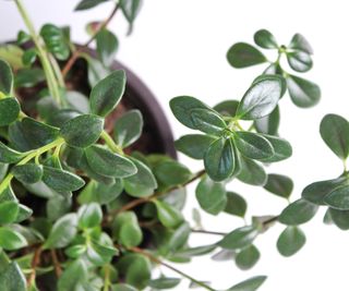 Green leaves on Goldfish plant (Nematanthus gregarius)