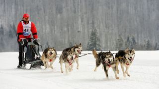 Sled team of Alaskan malamutes