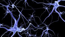 Computer illustration of blue neurons with long, thin projections shown against a black background