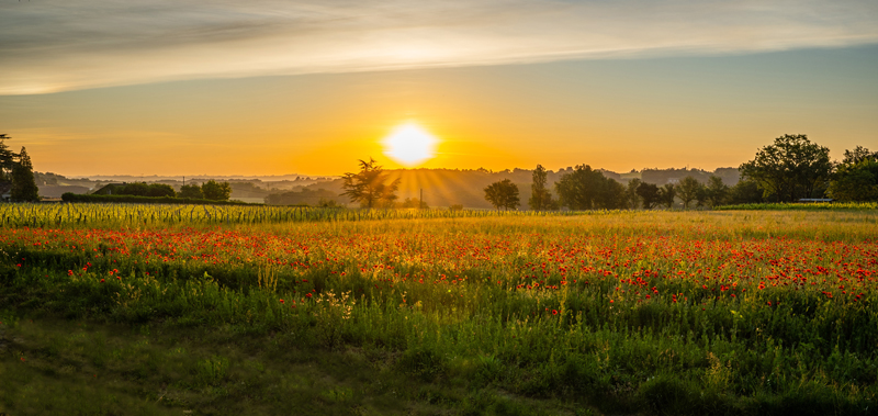 Ch&amp;acirc;teau de Sours fields