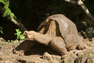 Lonesome George, shown days before his death