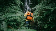 A hiker faces a waterfall in a jungle.