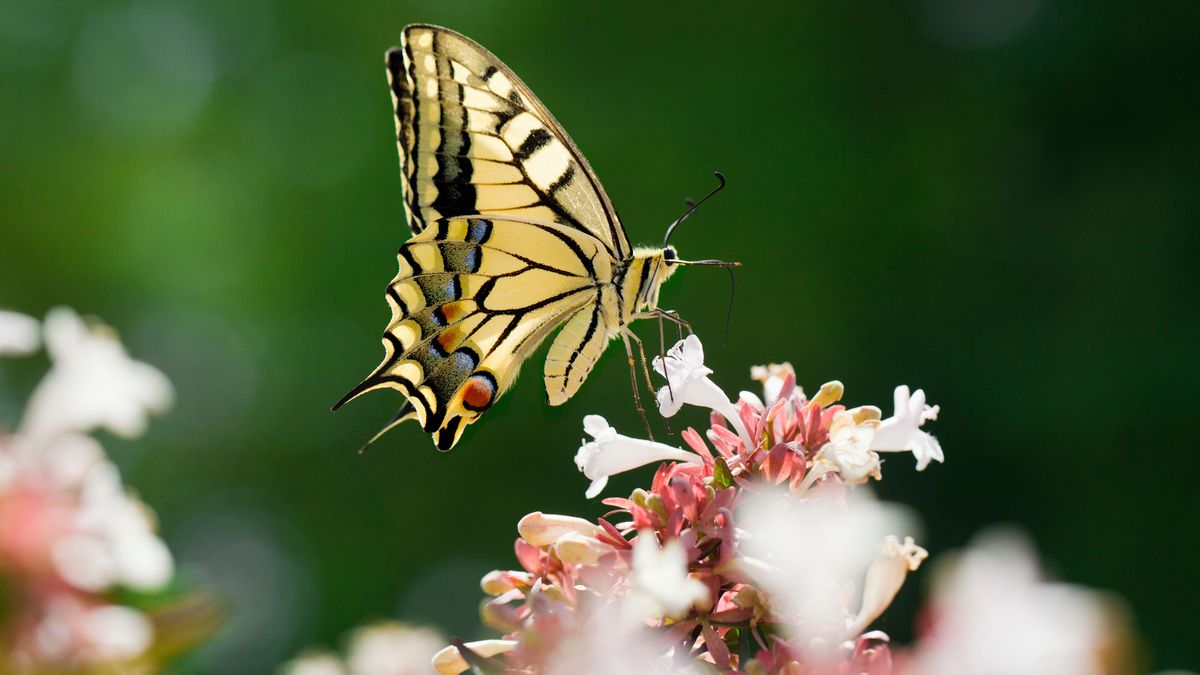 Best plants for pollinators: 25 ways to help wildlife in your plot