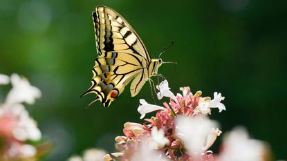 Butterfly resting on plants for pollinators