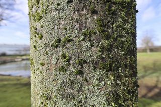 Canon RF 14mm F1.4L VCM sample image gallery: close up of a moss-covered tree stump