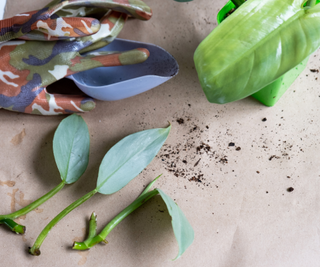 omestic plant with roots for reproduction and planting with a pot with soil