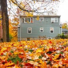Yard full of leaves in fall