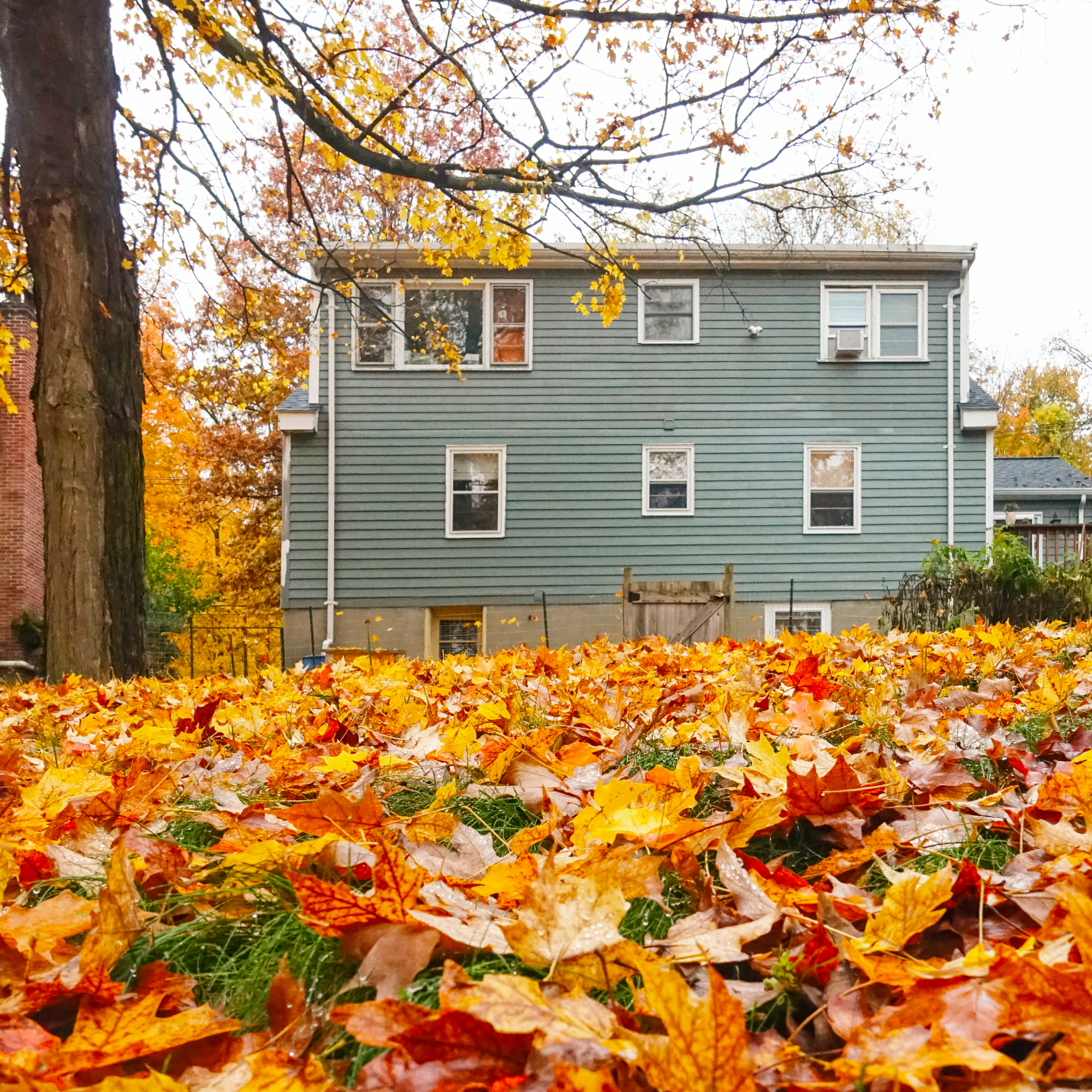Yard full of leaves in fall