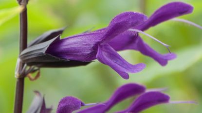 Monty Don uses Salvia &#039;Amistad&#039; in his garden