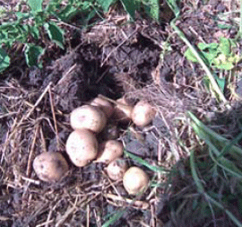 first-potatoes.gif