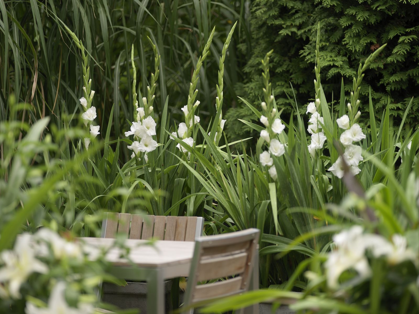 When to plant gladioli for magnificent, showy blooms Homes & Gardens