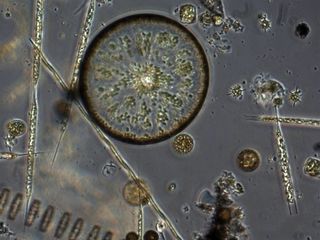 Diatoms, Puget Sound