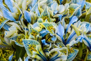 best budget plants: iris reticulata