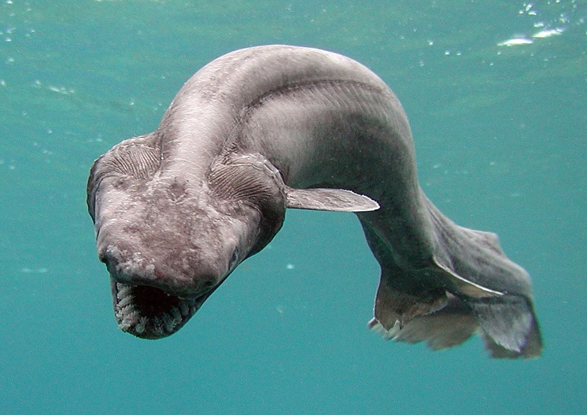 This Bizarre Eel Like Shark Prowled The Oceans 350 Million Years Ago This Bizarre Eel Like Shark Prowled The Oceans 350 Million Years Ago
