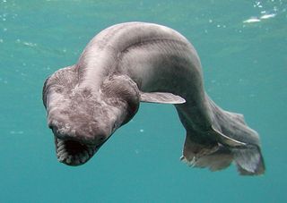 The ancient Phoebodus shark may have resembled the modern-day frilled shark, shown here.
