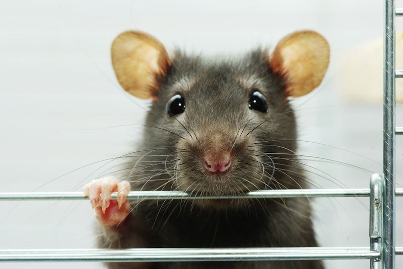 Prenatal Exposure to Antidepressants Makes Rats Act Autistic | Live Science