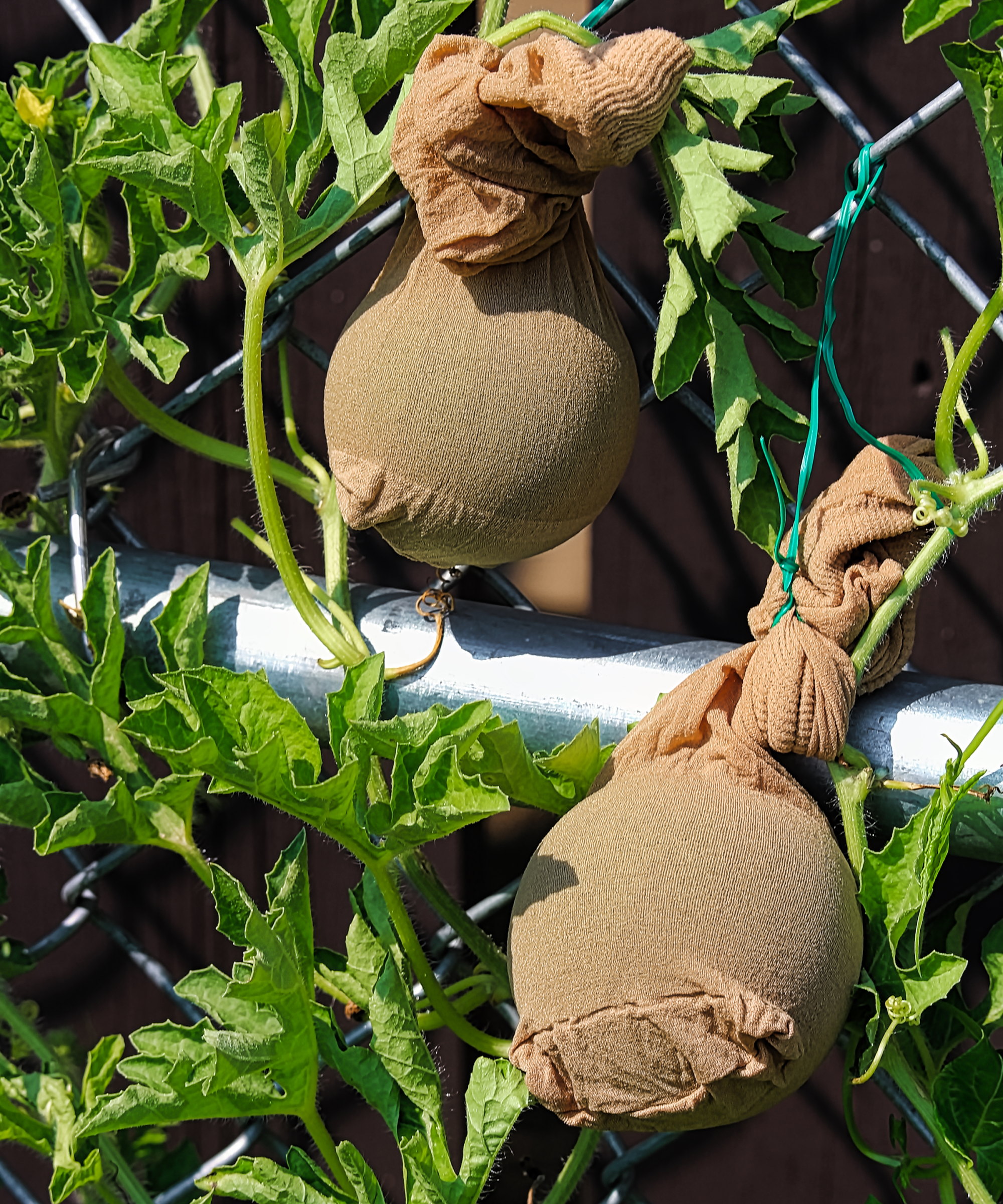 Developing watermelons being supported in nylon stockings when being grown vertically up a trellis