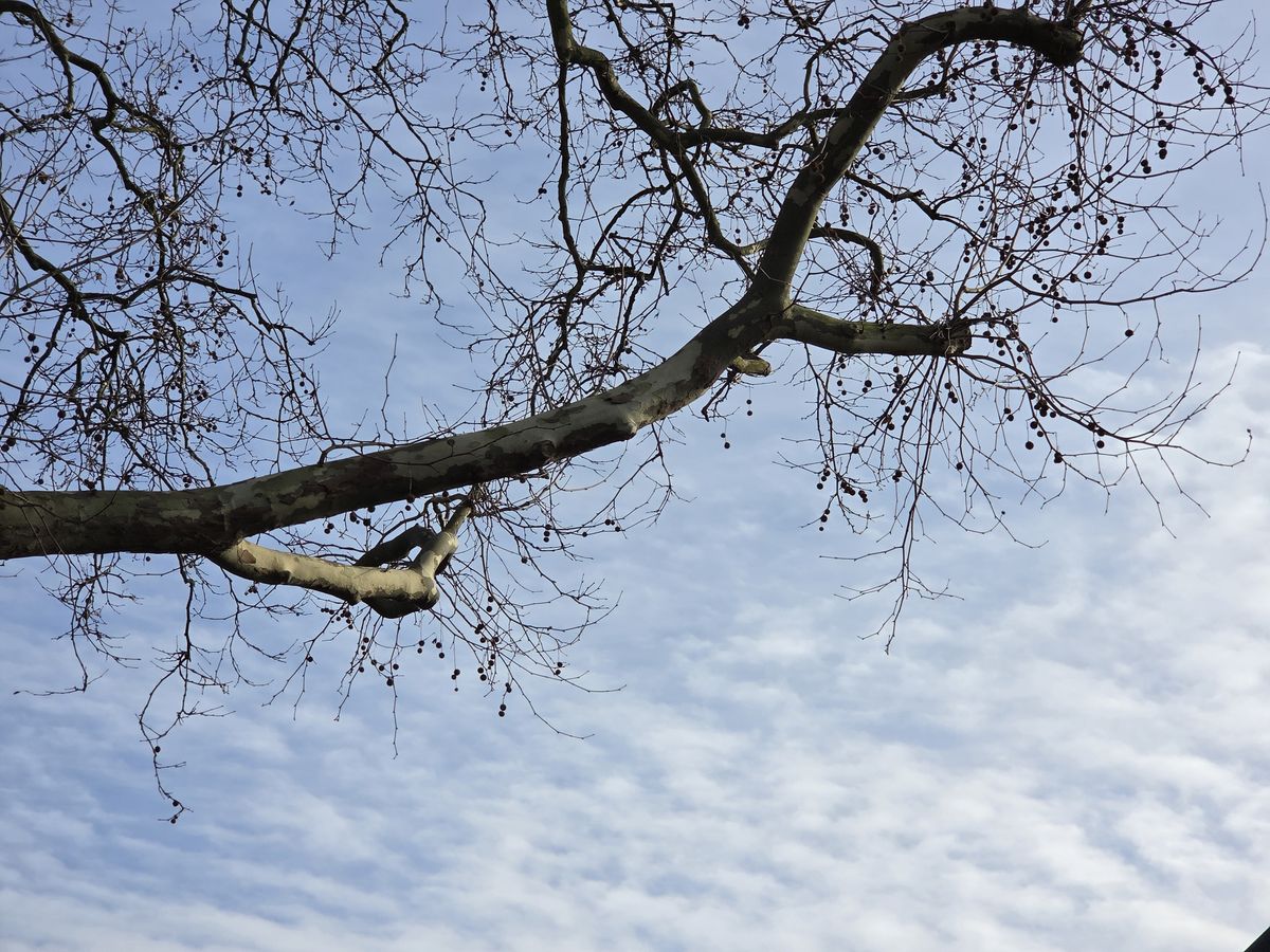 A tree branch against the sky