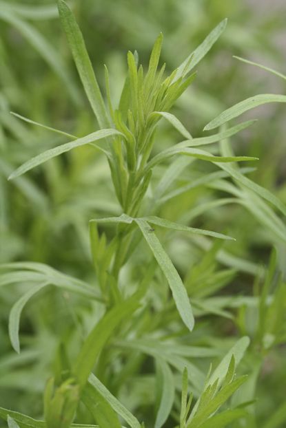 Tarragon Herbs