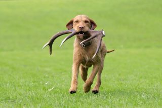 Wirehaired Magyar Vizsla with antlers