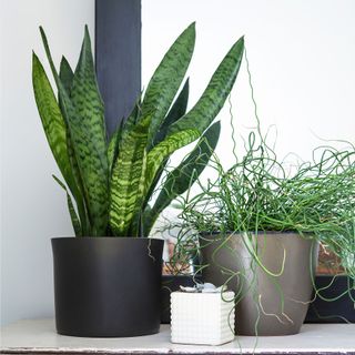 Potted snake plants on shelf next to mirror