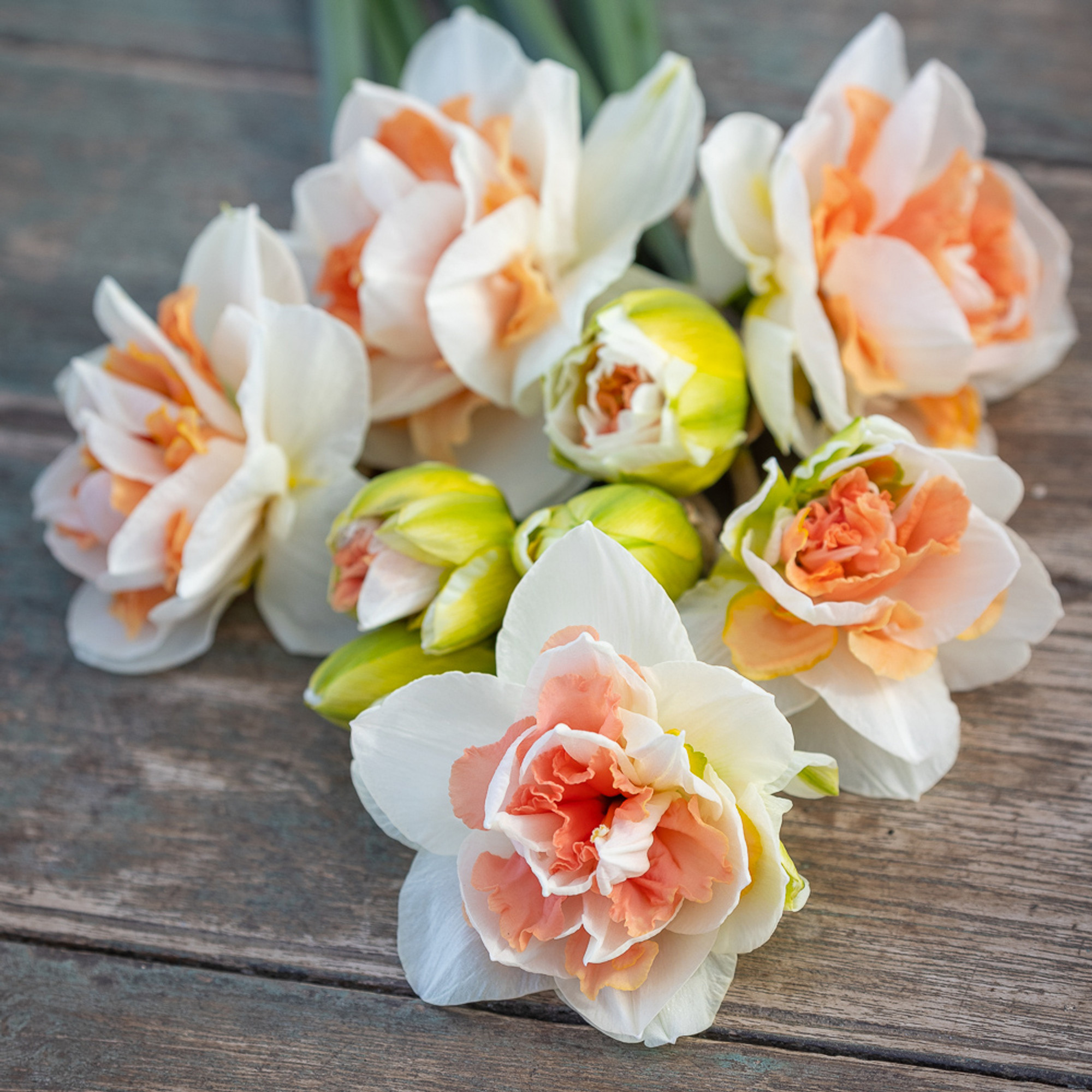 Narcissus 'my Story'