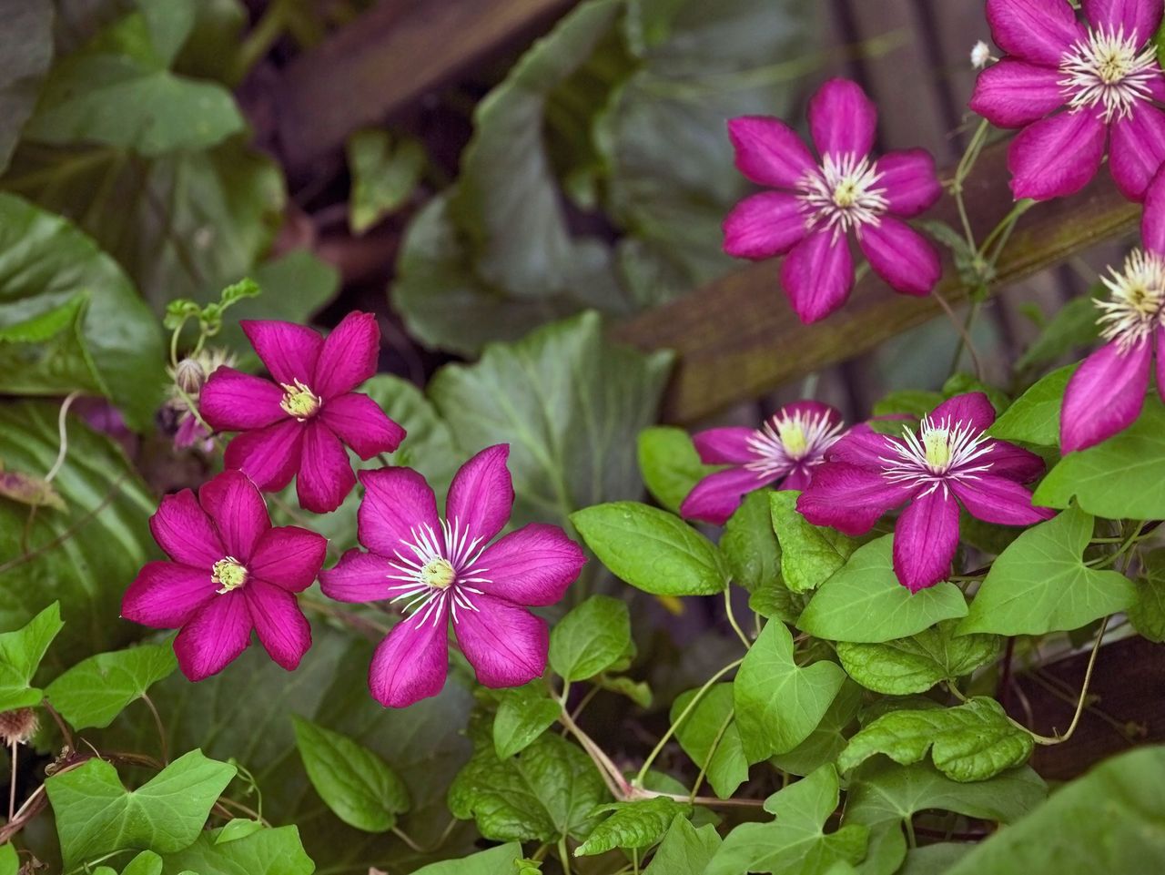 Purple Clematis Flowers