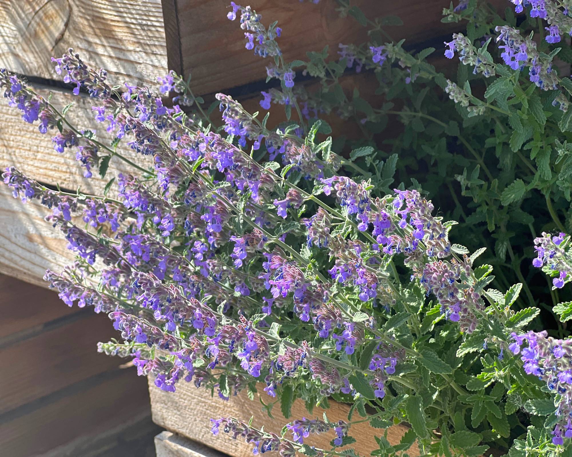 Catmint growing in container