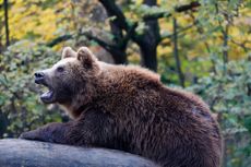brown bear