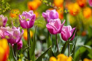 Plants that are poisonous to cats: pink tulips