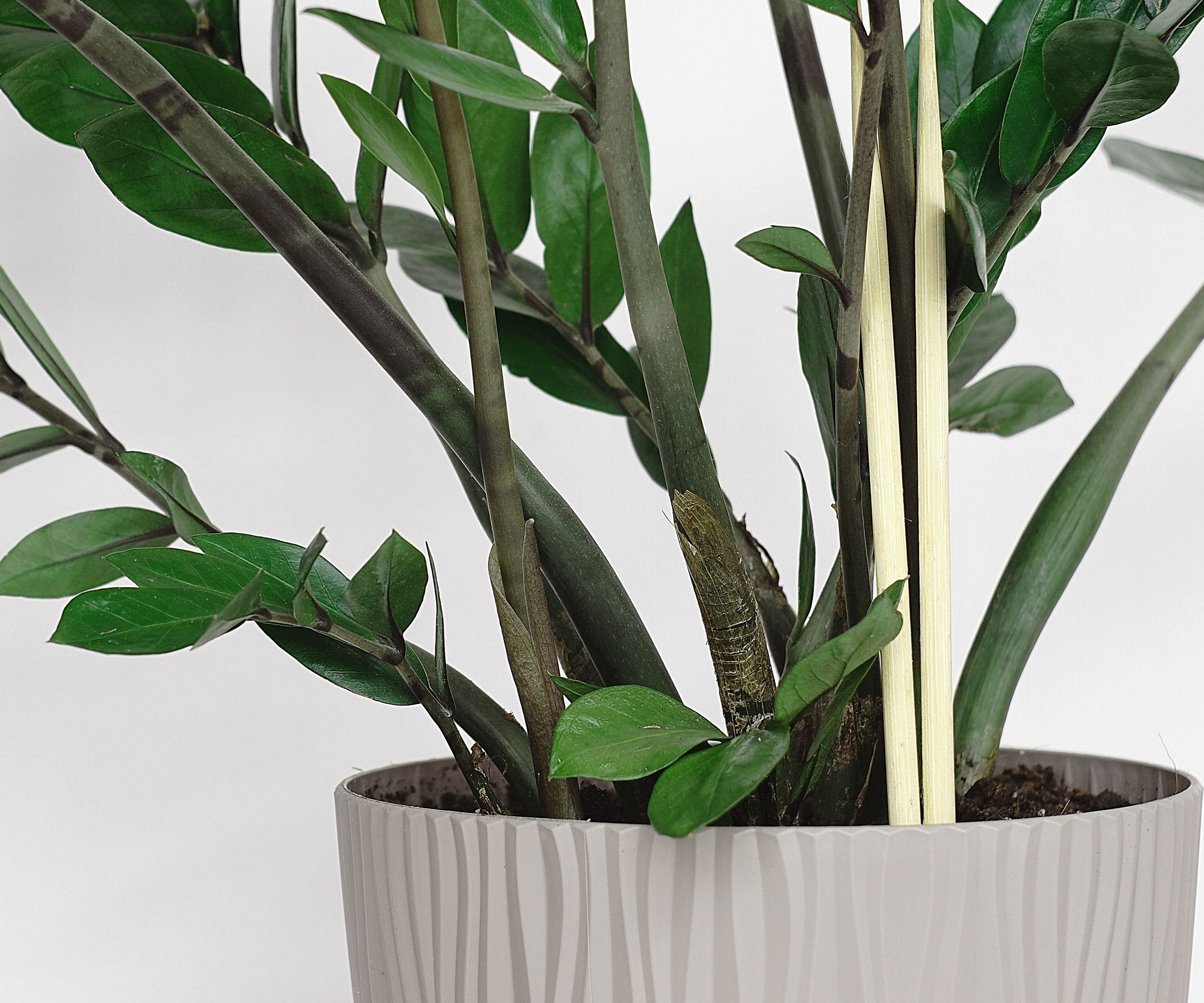 chopsticks inserted into potted zz plant
