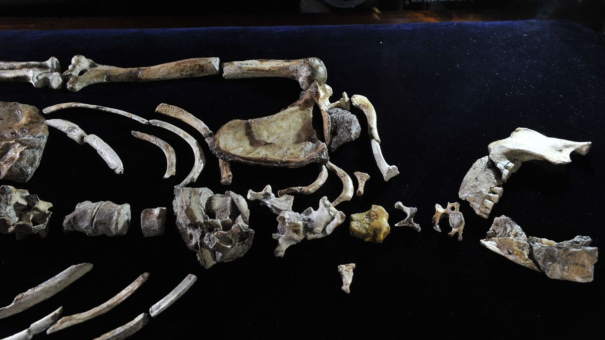 'I Am Horrified': Archaeologists Are Fuming Over Ancient Human Relative ...