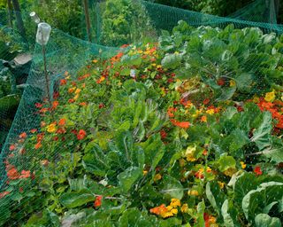 pest control netting over vegetable garden