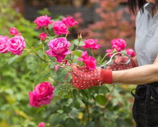 woman pruning pink roses